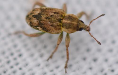 Coniatus repandus